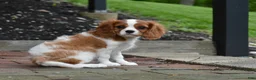 Cavalier King Charles Spaniel dogs for sale: Romeo  - Ad 8