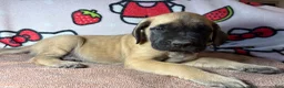 English Mastiff dogs for sale: Duke (Green) - Ad 1
