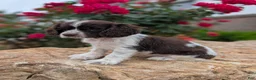 Cocker Spaniel dogs for sale: Annie  - Ad 2