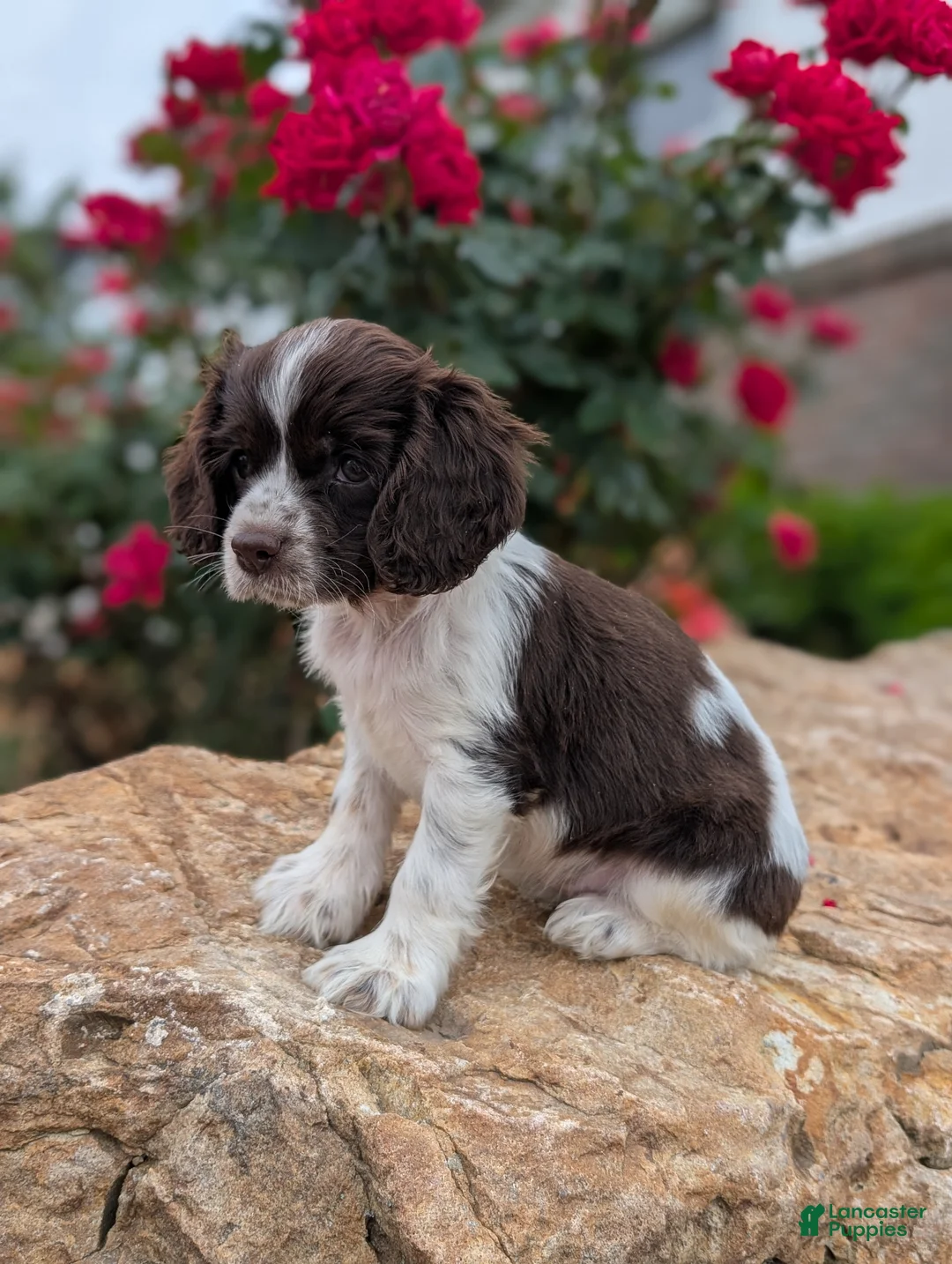 Cocker Spaniel dogs for sale: Annie  - Ad 2