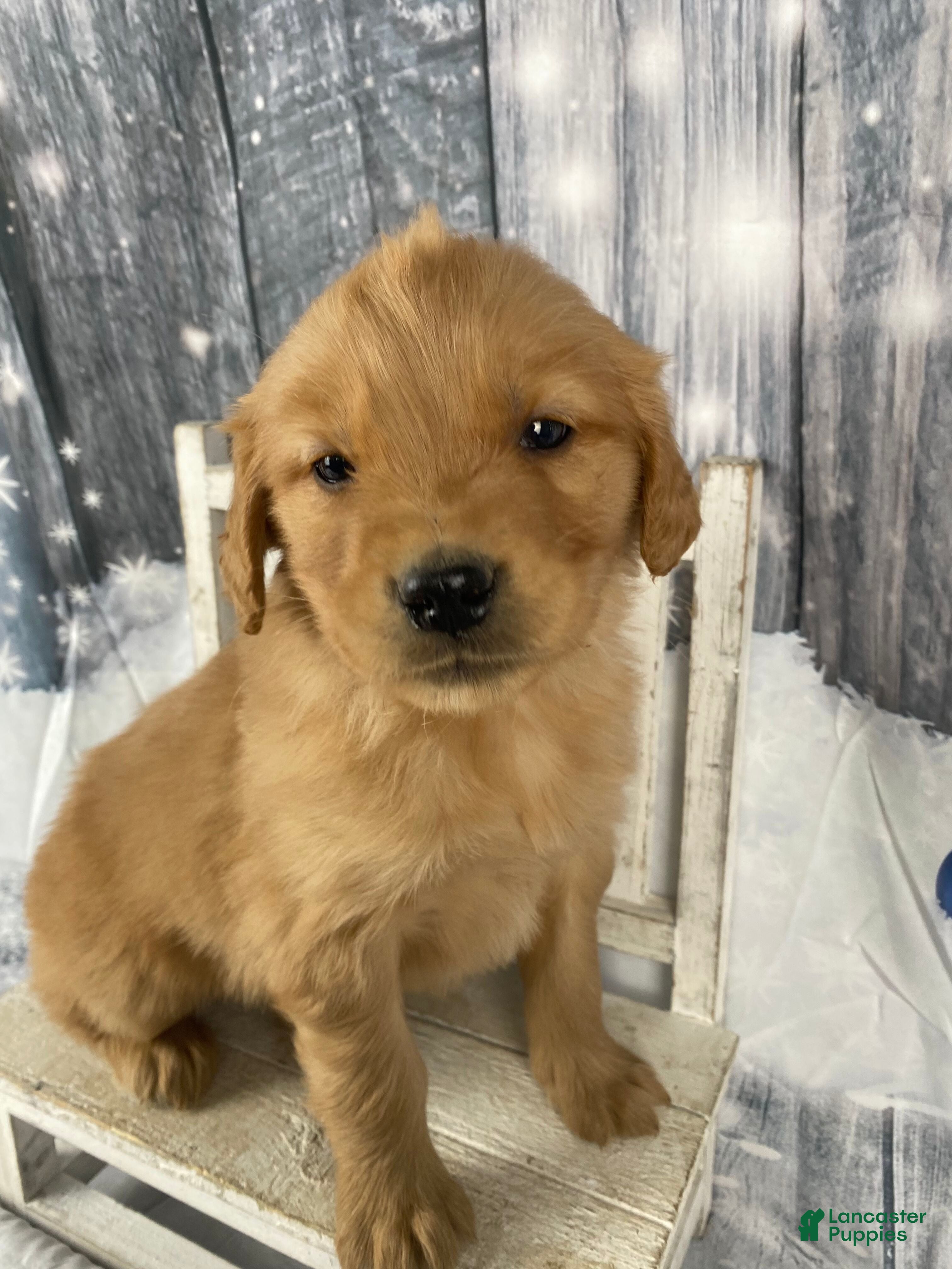 Golden Retriever dogs Moe - Ad 1