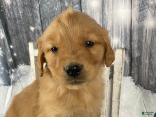 Golden Retriever dogs Moe - Ad 1