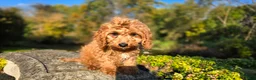 Cavapoo dogs for sale: Kyle - Ad 3