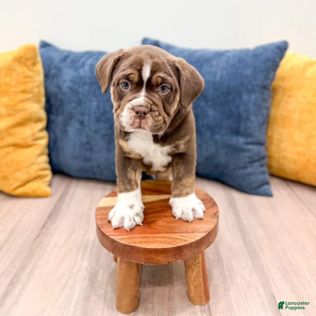 Beabull dogs for sale: Polo - Ad 2