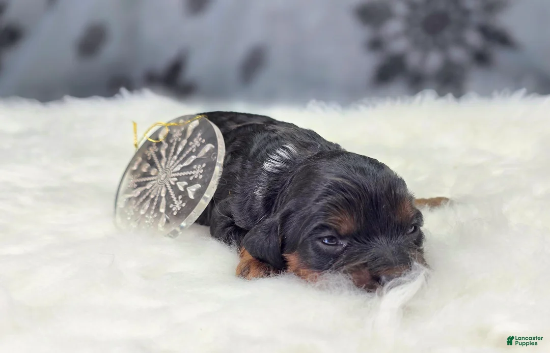 Cockapoo dogs for sale: Cosmo - Ad 6