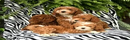 Miniature Poodle dogs for sale: Owl - Ad 5