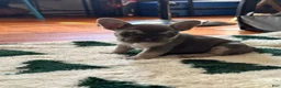 French Bulldog dogs for sale: Charlie brown  - Ad 7
