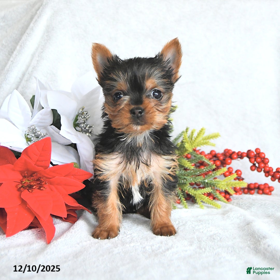 Yorkshire Terrier dogs for sale:  Teacup Hazel - Ad 1