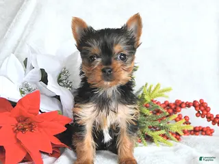 Yorkshire Terrier dogs Teacup Hazel - Ad 42