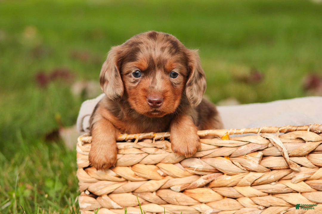 Miniature Dachshund dogs Macintosh Miniature Dachshund  - Ad 40