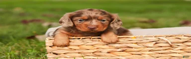 Macintosh Miniature Dachshund 