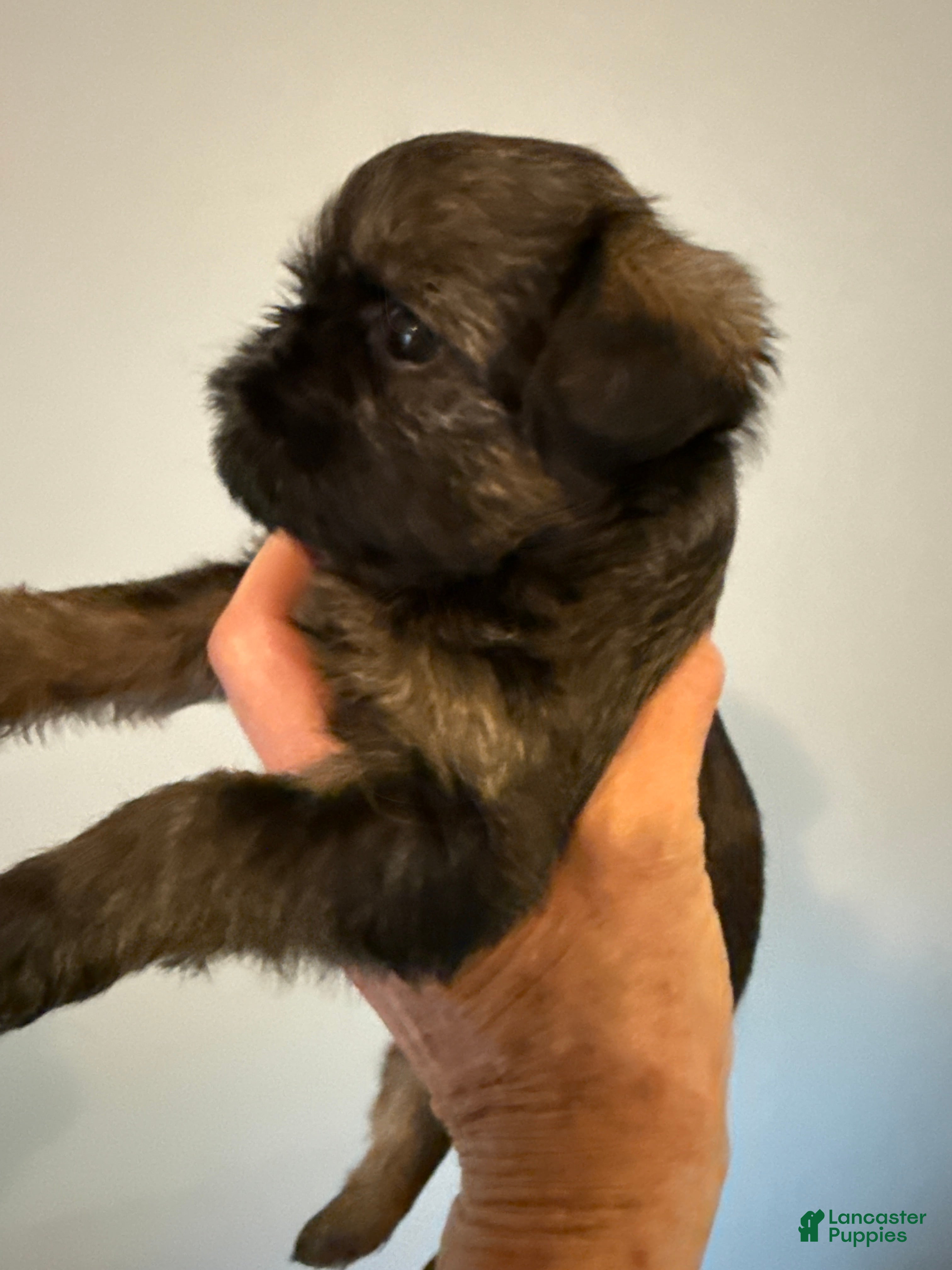 Brussels Griffon dogs Brussels Griffon Puppy 2 - Ad 4
