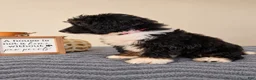 Bernedoodle dogs for sale: Milano - Ad 4