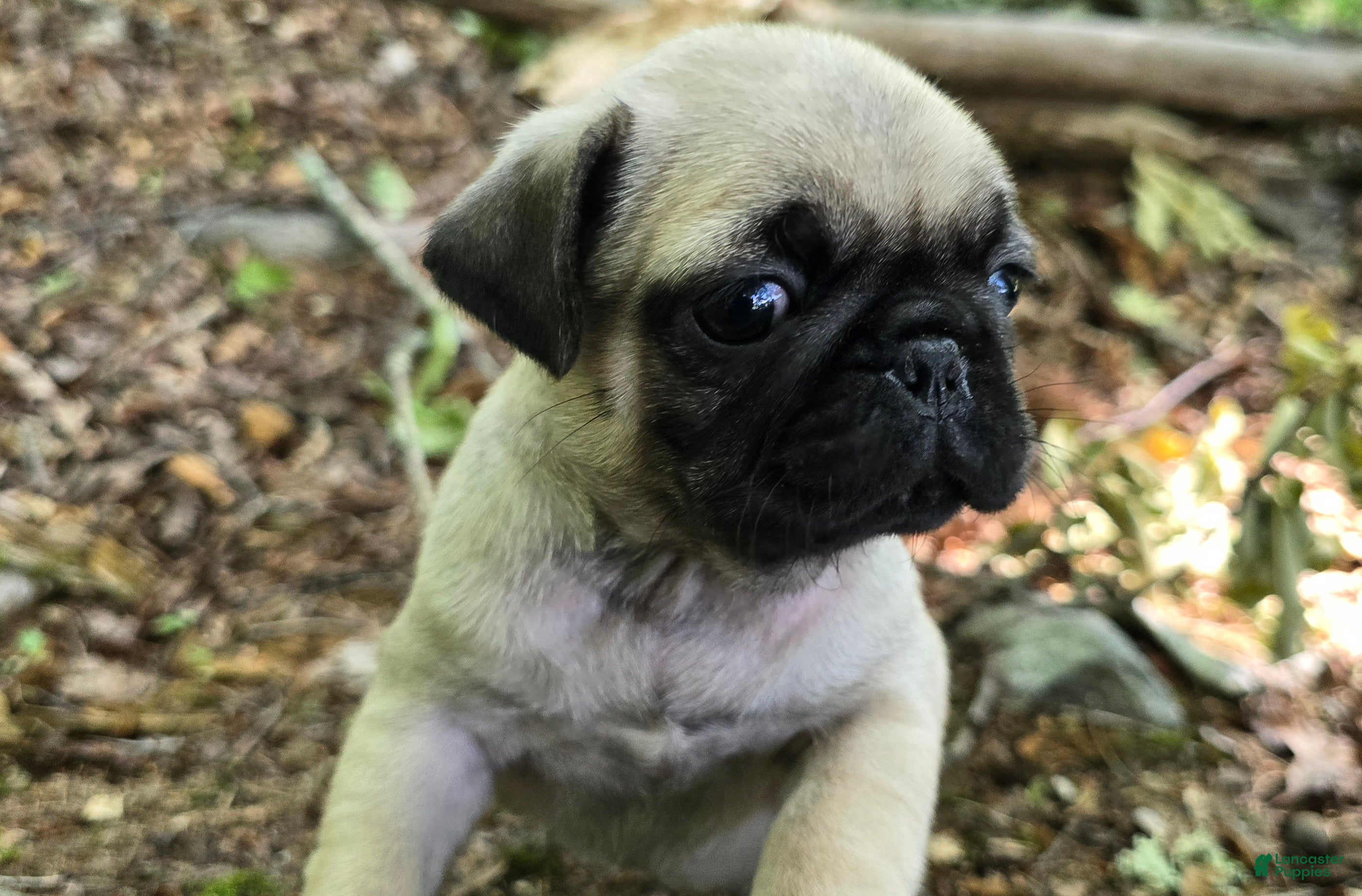 Pug dogs Chad - Ad 2