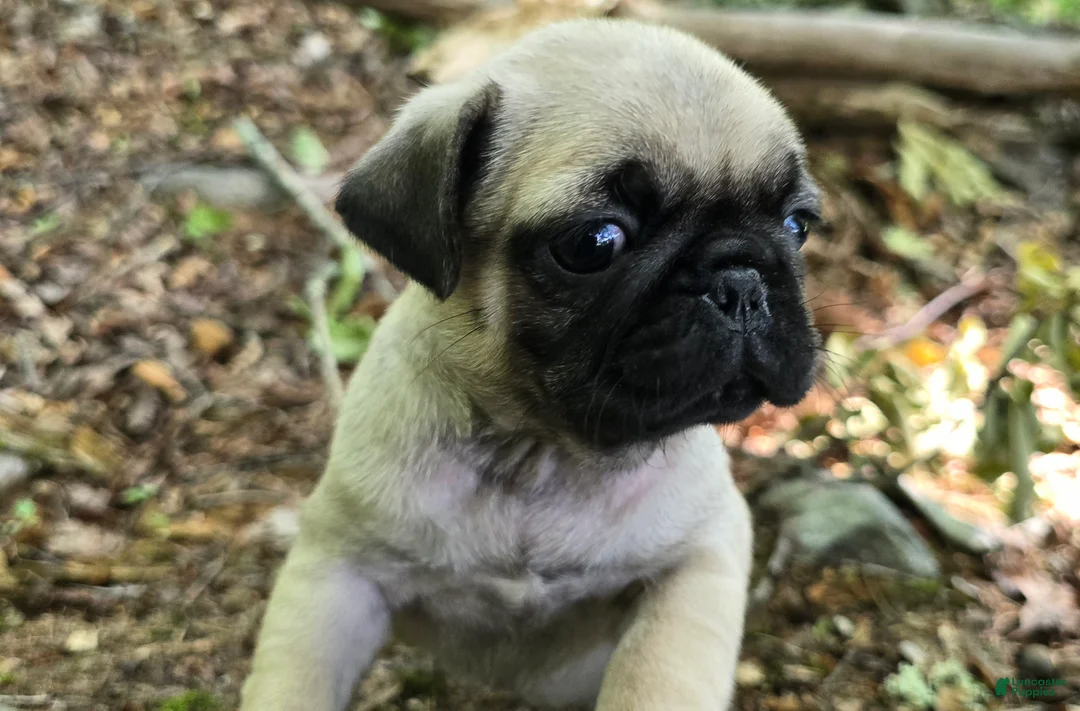 Pug dogs for sale: Chad - Ad 2