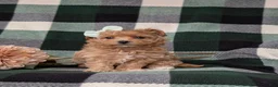 Maltipoo dogs for sale: Simone 6 lbs Full Grown - Ad 2