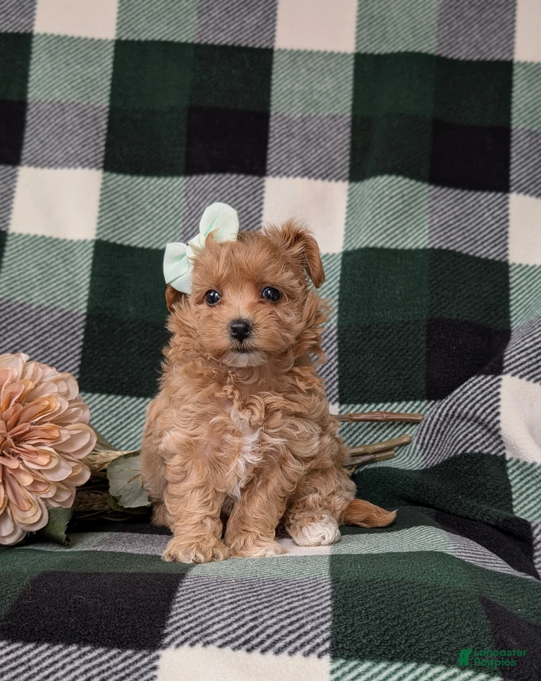 Maltipoo dogs for sale: Simone 6 lbs Full Grown - Ad 2