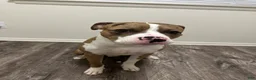 Mixed Breed dogs for sale: Mixed Breed 1 - Ad 5