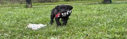 Great Dane dogs for sale: Philip Great Dane  - Ad 3