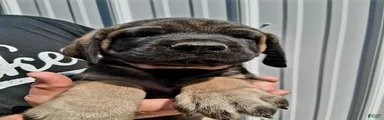 Ruegger 