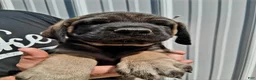 English Mastiff dogs for sale: Ruegger  - Ad 1