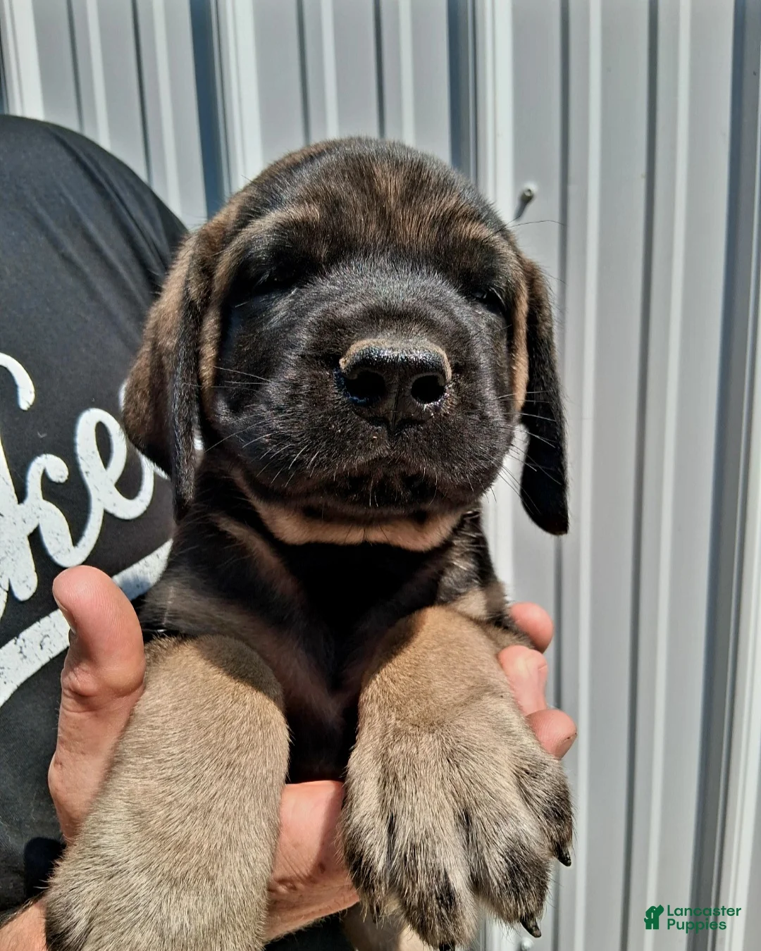 English Mastiff dogs for sale: Ruegger  - Ad 1