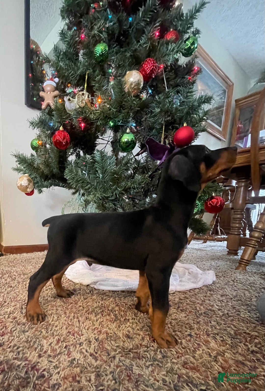 French Bulldog dogs for sale: Snail - Ad 23