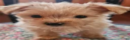 Morkie dogs for sale: Morkie Puppy 5 - Ad 2