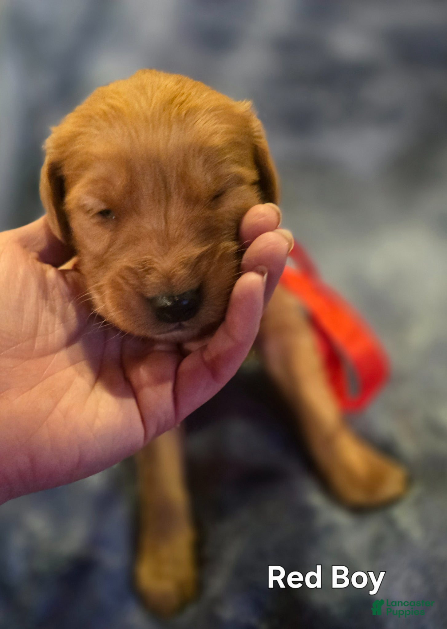 Golden Retriever dogs Red Boy - Ad 19