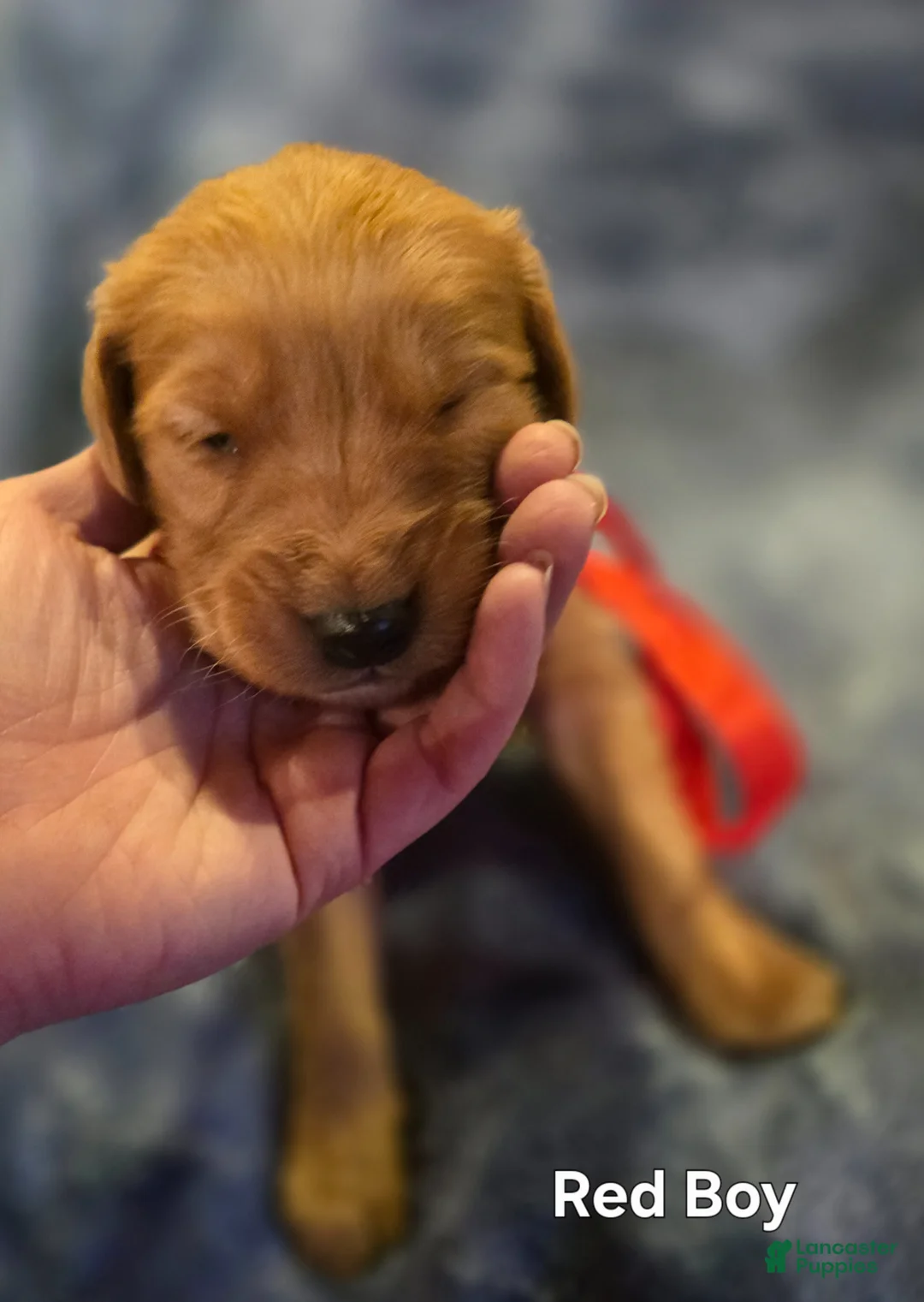 Golden Retriever dogs for sale: Red Boy - Ad 1