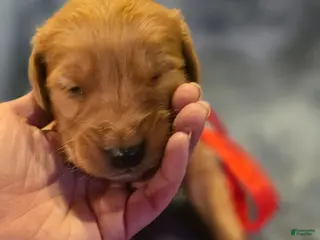 Golden Retriever dogs Red Boy - Ad 16