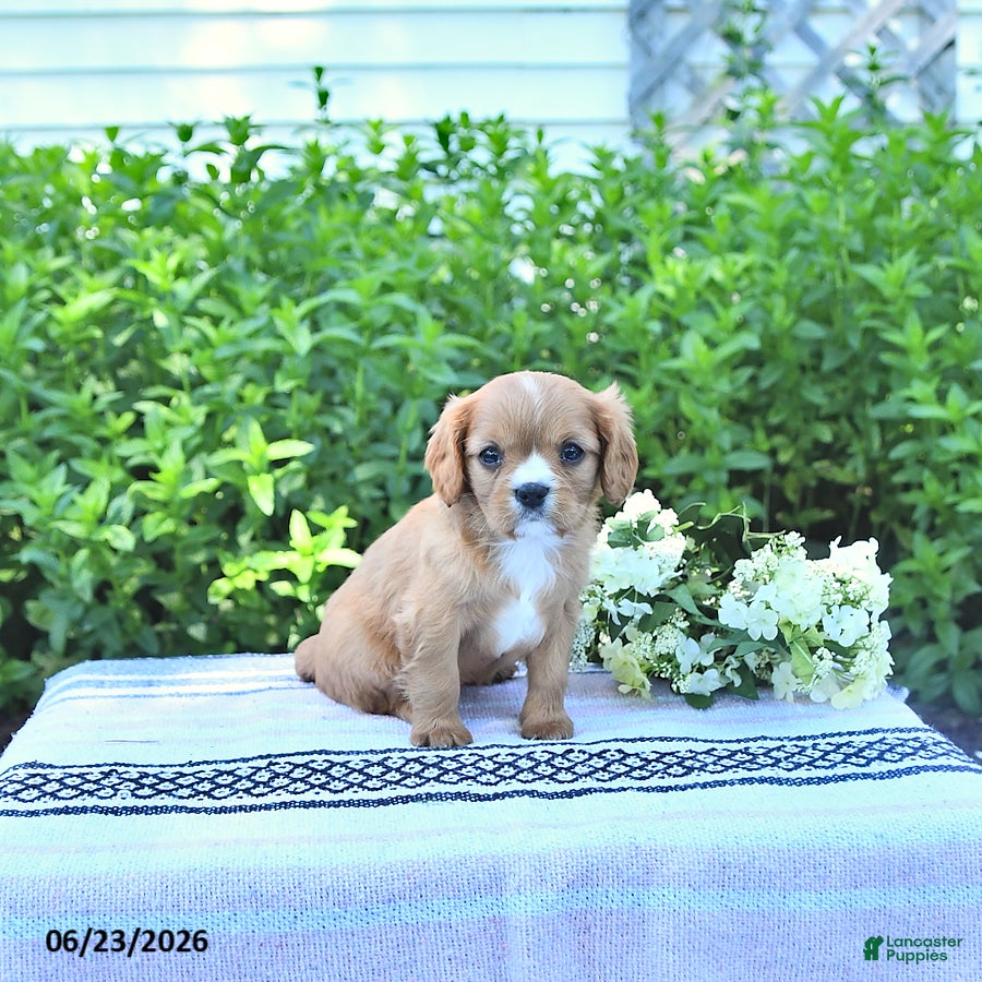 Cavalier King Charles Spaniel dogs Jackie - Ad 2
