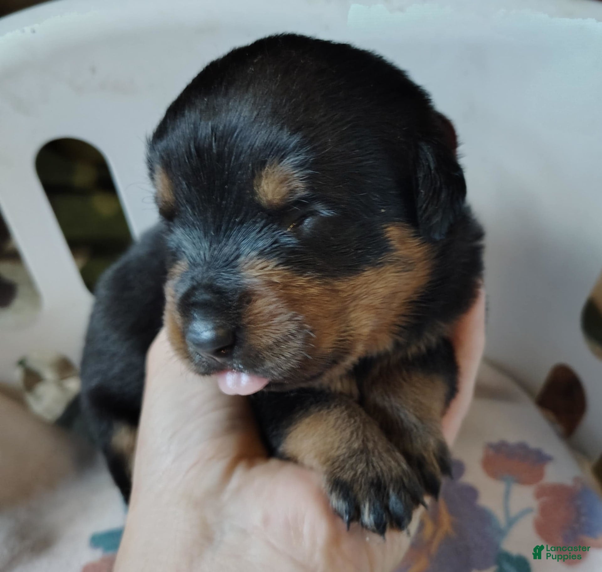 Dog Training Week Old Rottweiler Puppies Rottweiler Ashclyst Dog
