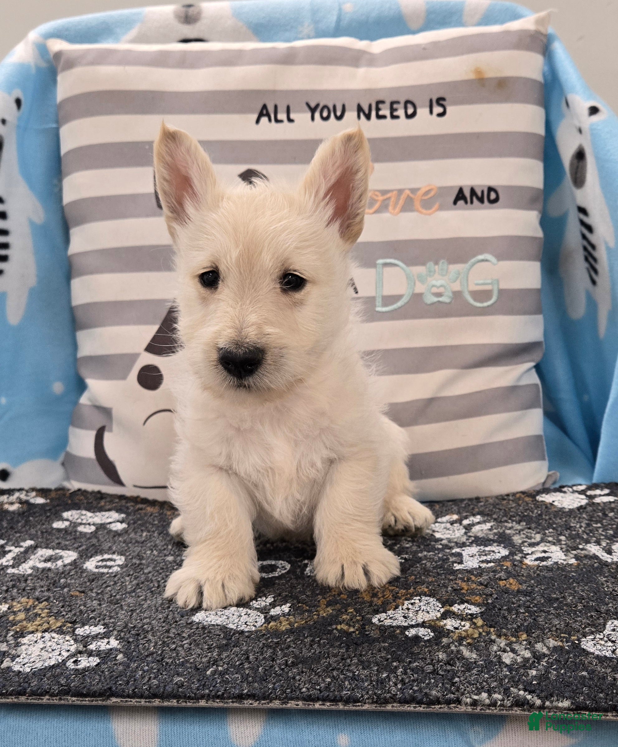 Scottish Terrier dogs Vincent - Ad 1