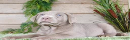 Labrador Retriever dogs for sale: Silver Sam - Ad 3