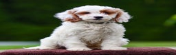 Goldendoodle dogs for sale: Odette - Ad 5