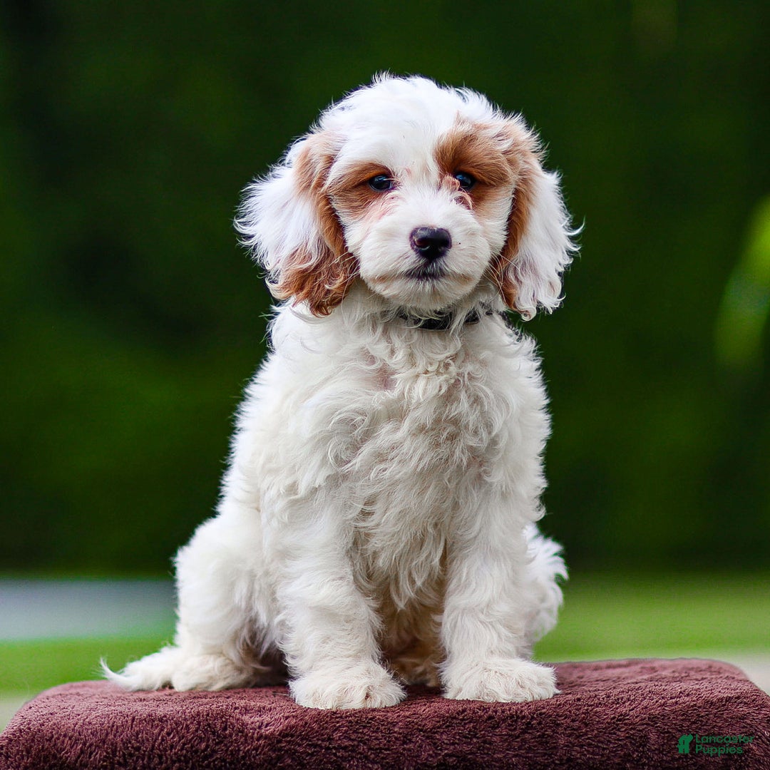 Goldendoodle dogs for sale: Odette - Ad 5
