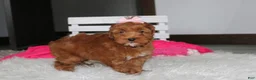 Cockapoo dogs for sale: Penny - Ad 11