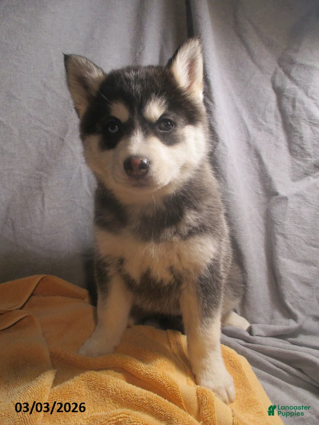 Pomsky dogs for sale: Senesa - Ad 1