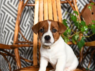 Jack Russell Terrier dogs Splashes - Ad 30