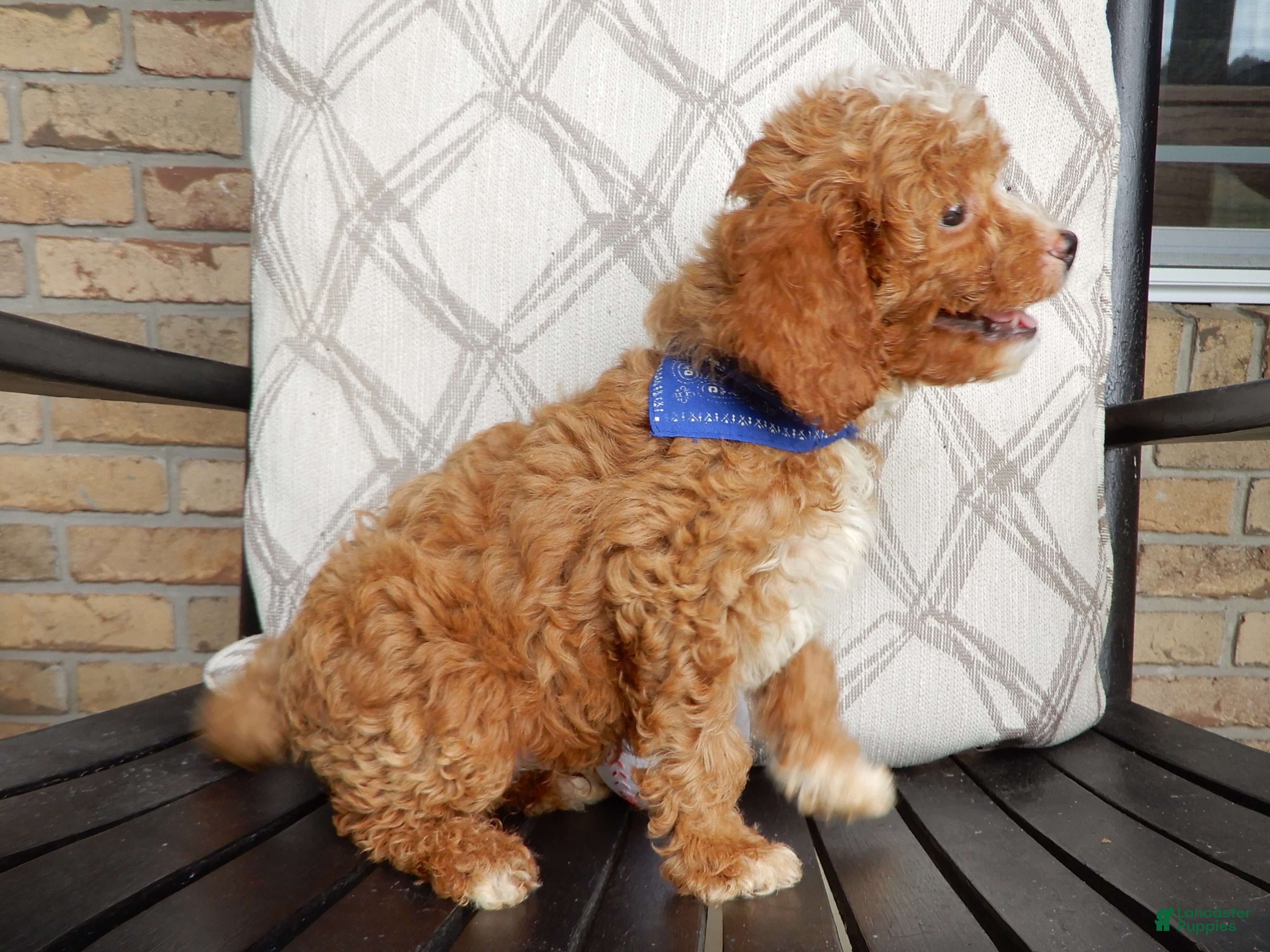 Cavapoo dogs Boomer - Ad 2