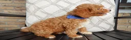 Cavapoo dogs for sale: Boomer - Ad 2