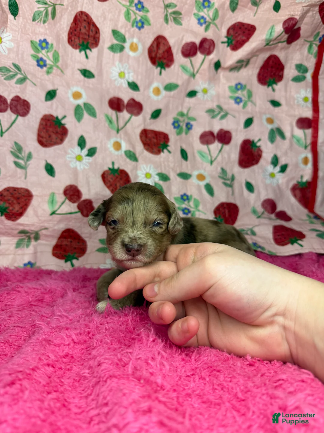 Mixed Breed dogs for sale: bear  - Ad 2