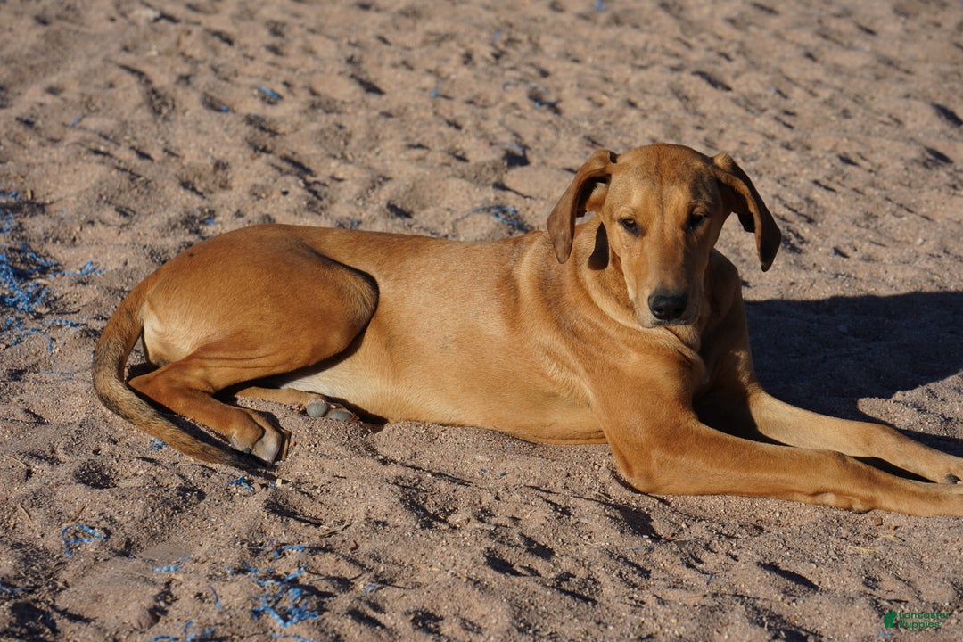 Mixed Breed dogs for sale: Lilac Fawn Merle F1 RT - Ad 17