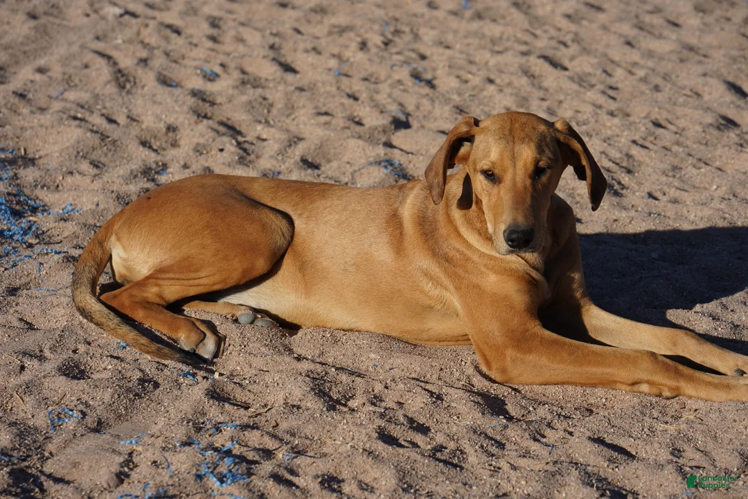 Mixed Breed dogs for sale: Doberdane aka Canis Panther Pups - Ad 1