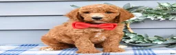 Standard Poodle dogs for sale: Rio - Ad 9
