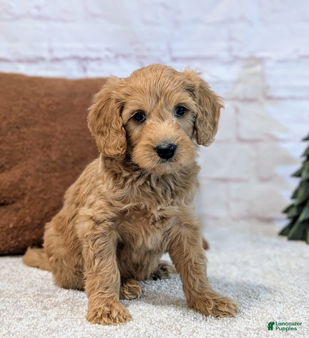 Mini Goldendoodle dogs for sale: Louie - Ad 1