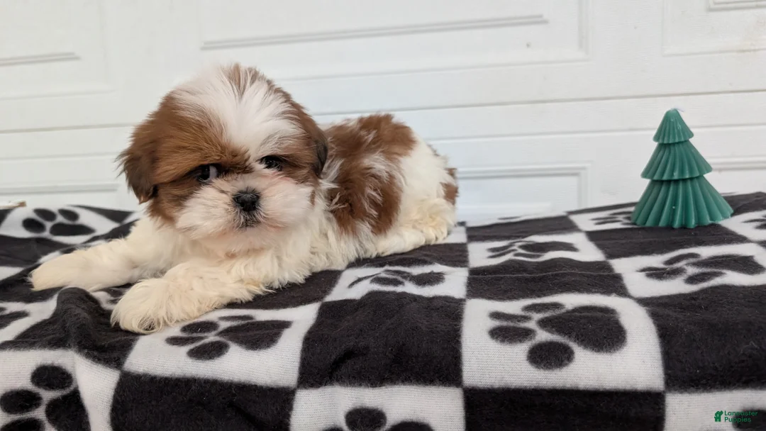 Shih Tzu dogs for sale: Parker - Ad 8