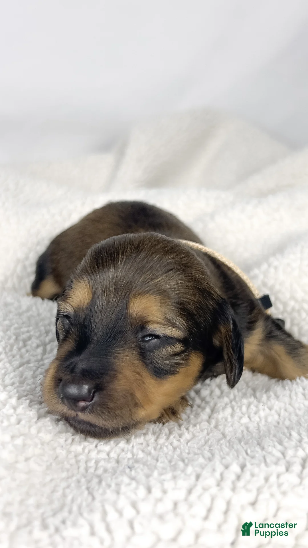 Miniature Dachshund dogs for sale: Whip cream - Ad 1
