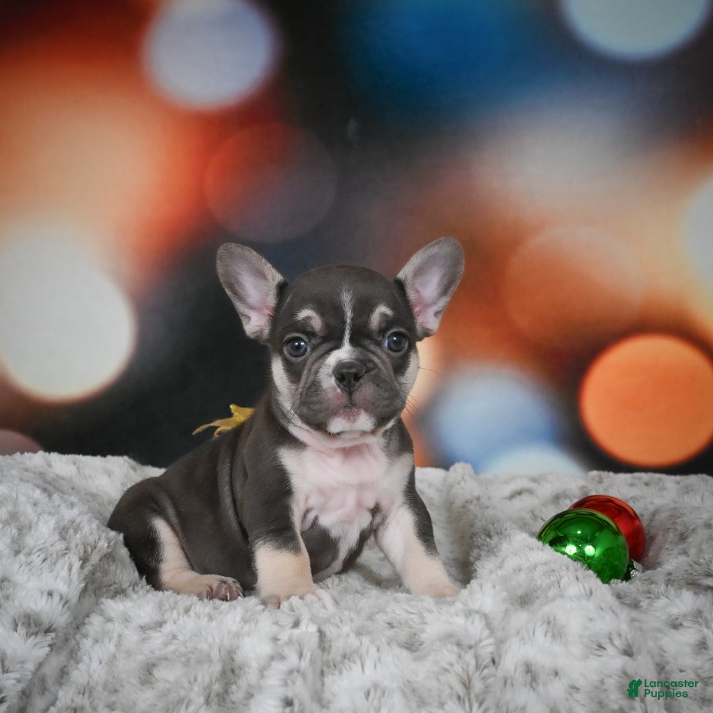 French Bulldog dogs Conrad - Ad 23